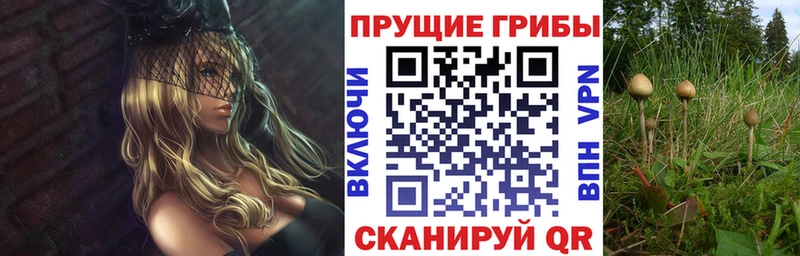 Псилоцибиновые грибы Cubensis  Голицыно 